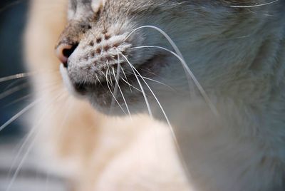 Close-up of cat looking away