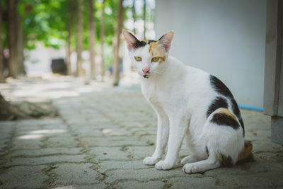 Portrait of cat sitting outdoors