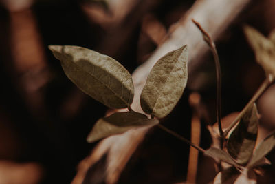 Close-up of dry leaves on plant