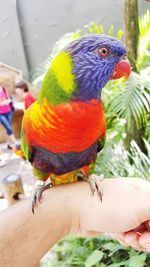 Close-up of a parrot