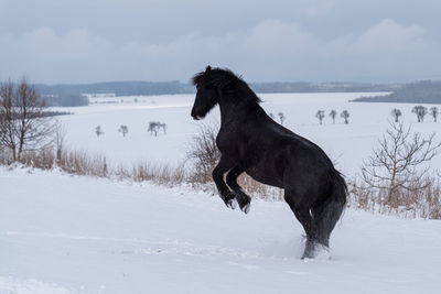 Friesian stallion running in winter field. black friesian horse runs gallop in winter.