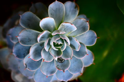 Close-up of flowers blooming outdoors