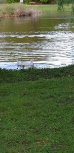 View of bird in water