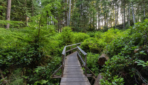 Wooden footbridge amidst trees in forest