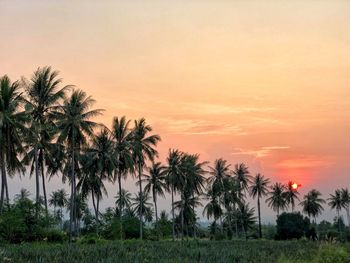 Palm trees against sky during sunset