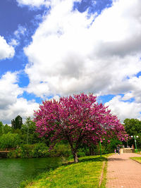 View of flowering plants in park