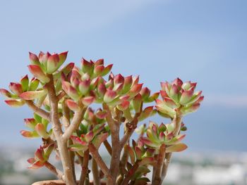 Close-up of flowering plant against sky