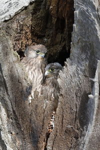 Common kestrel chicks in their nesting hole