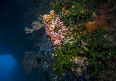 View of coral in sea