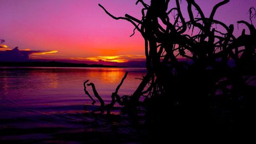 Silhouette tree by sea against sky during sunset