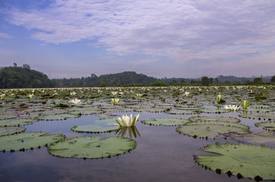 Lotus water lily in lake against sky