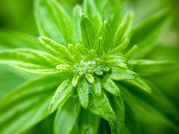 Close up of plant