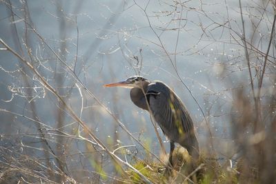 High angle view of gray heron perching on bare tree