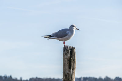 Seagull in varese lake