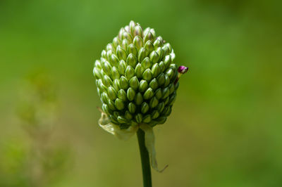 Close-up of buds