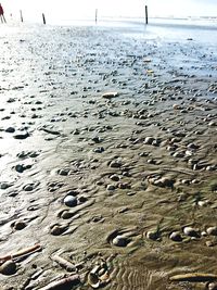 Close-up of birds on wet beach