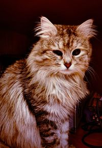 Close-up portrait of a cat at home