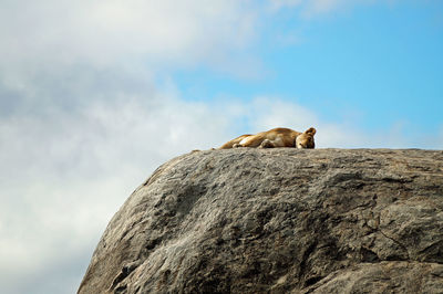 Low angle view of animal on rock against sky