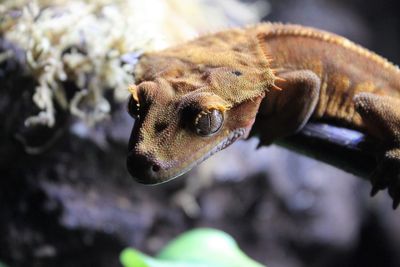 Close-up of lizard