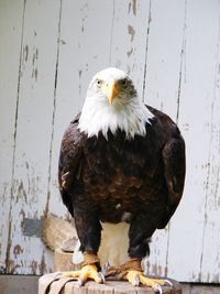 Close-up portrait of eagle perching on wood