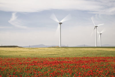 Wind turbines on field with poppy flowers in foreground