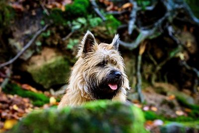 Close-up of dog looking away