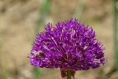 Close-up of insect on purple flower