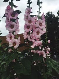 Pink flowers blooming on tree