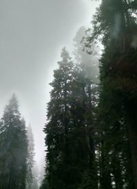 Reflection of trees in water