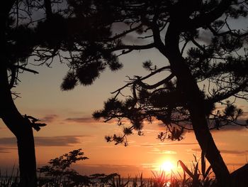 Silhouette tree against sky during sunset