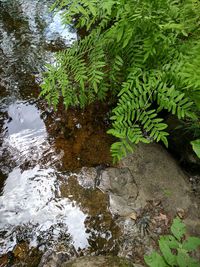 High angle view of plant growing on rock