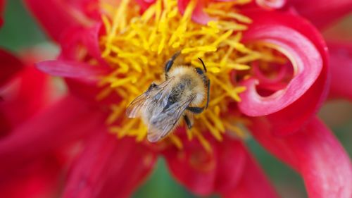 Close-up of bee pollinating on flower