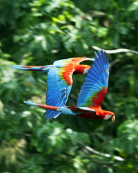 Closeup of two colorful scarlet macaw flying past background of dense green jungle, bolivia.