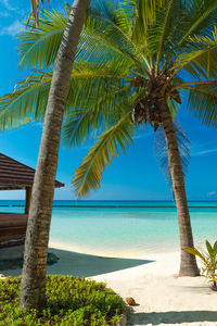 Palm trees on beach against sky