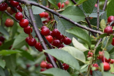 Close-up of red berries growing on tree