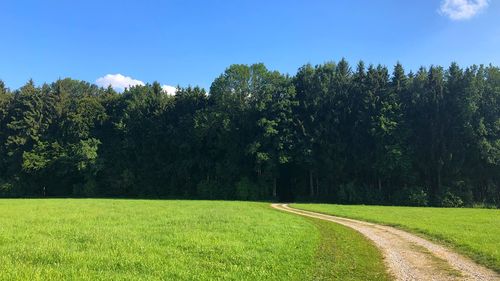 Scenic view of trees on field against sky