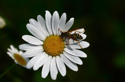 Close-up of butterfly pollinating on flower