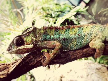 Close-up of lizard on tree