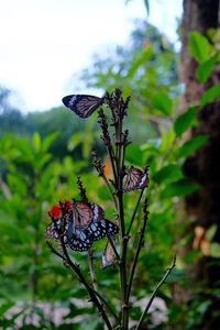 Butterfly on plant