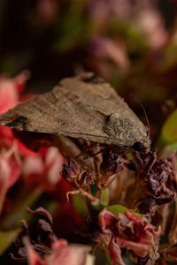 Close-up of wilted plant