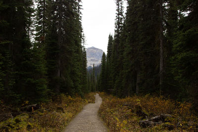 Roads along the trails of the canadian rocky mountains