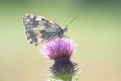 Close-up of butterfly pollinating on flower