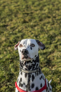 Portrait of dog