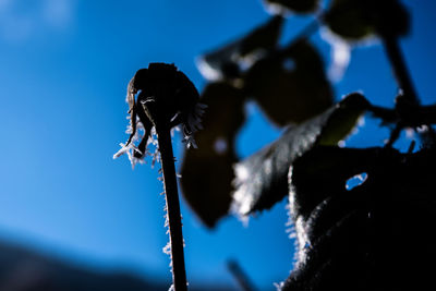 Low angle view of silhouette flower against sky