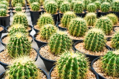 Full frame shot of succulent plants on field