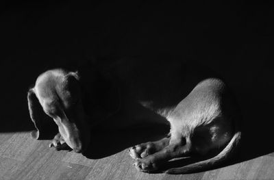 Close-up of dog sleeping