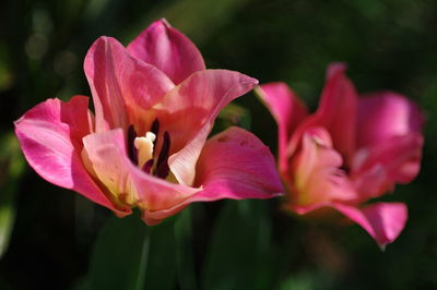 Close-up of pink flowering plant