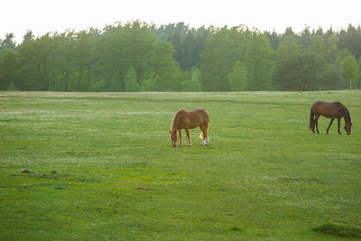 Horses grazing in a field