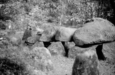 View of animal on rock