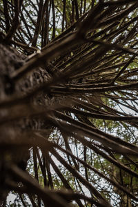Low angle view of palm tree